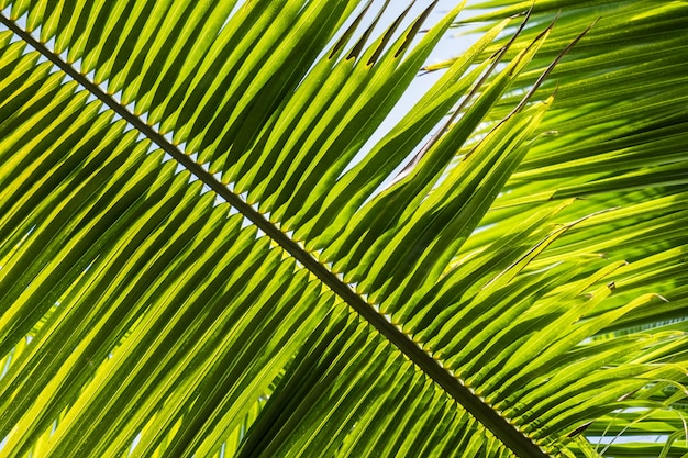 근접 촬영의 톱 palmetto는 흐린 배경으로 햇빛 아래 나뭇잎