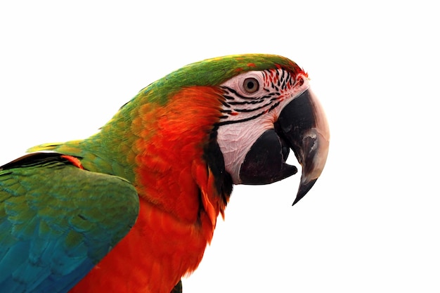 Closeup of a Scarlet Macaw from side view Scarlet Macaw closeup head