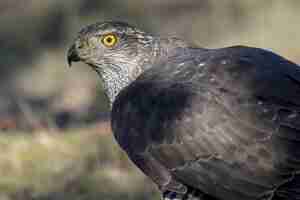 Free photo closeup of a scary northern goshawk under the sunlight against a blurry space