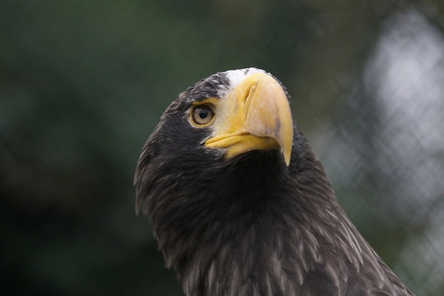 Closeup of a sea eagle, a headshot