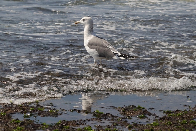 Крупным планом чайки на воде пляжа