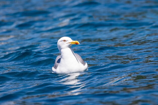 Closeup of a seagull in the blue waters of the sea