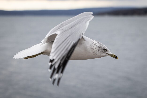 Closeup of a seagull flying above the sea with a blurry background