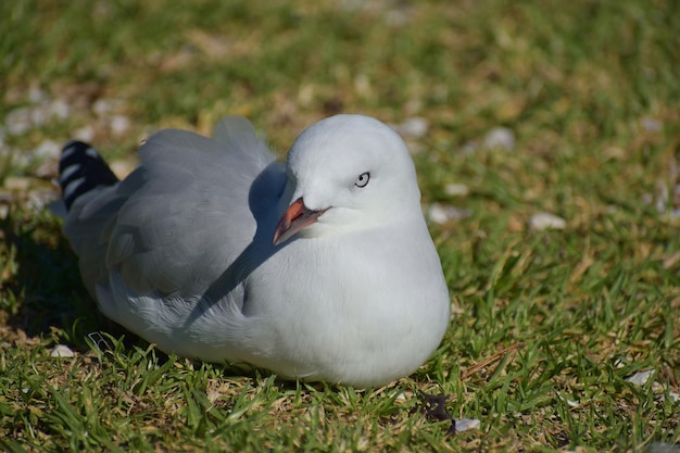 Closeup of a seagull on a grass-covered ground during daylight