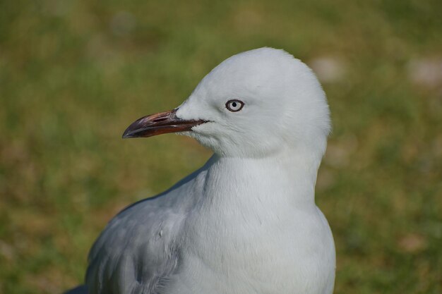 Closeup of a seagull on a grass-covered ground during daylight