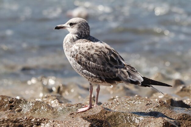 Closeup of seagull perching on the rocky seashore