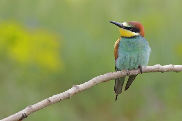 Closeup selective focus shot of a beautiful bee-eater