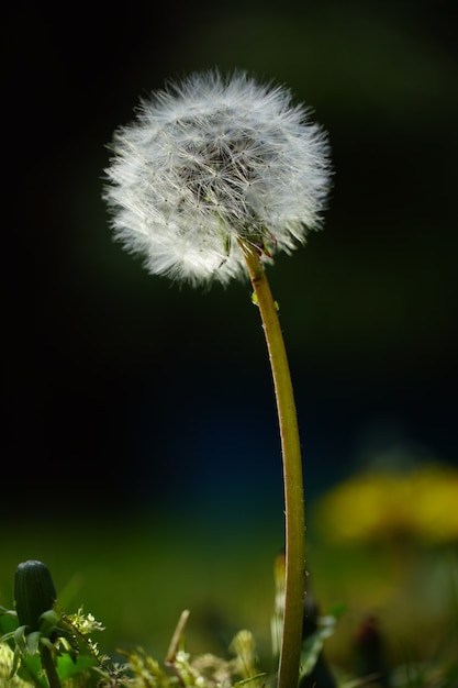 Free photo closeup selective focus shot of a beautiful common dandelion