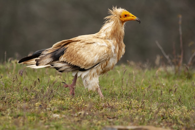 Closeup selective focus shot of a beautiful Egyptian vulture