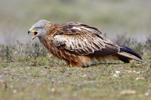 Foto gratuita colpo di messa a fuoco selettiva del primo piano di un bellissimo falco