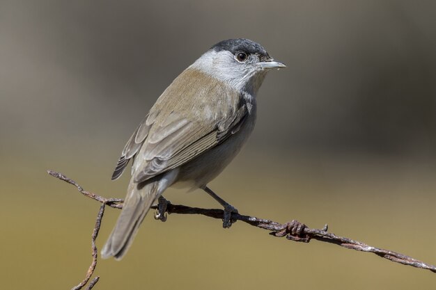 Closeup selective focus shot of a beautiful old world sparrow