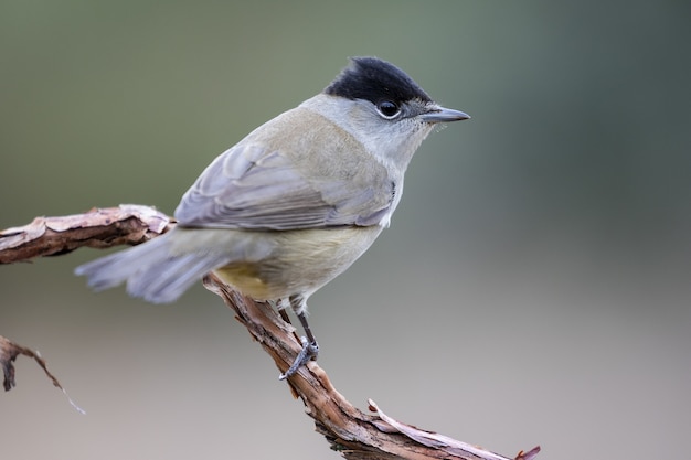 Free photo closeup selective focus shot of a beautiful sparrow