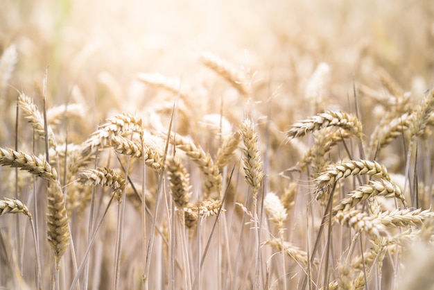 Free photo closeup selective focus shot of a beautiful wheat field on a sunny day