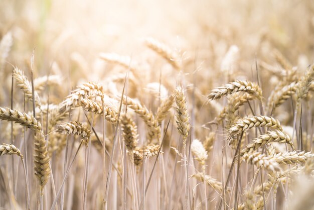 Крупным планом селективный фокус выстрел из красивых пшеничном поле в Солнечный день