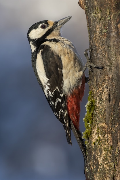 Closeup selective focus shot of a beautiful woodpeckers