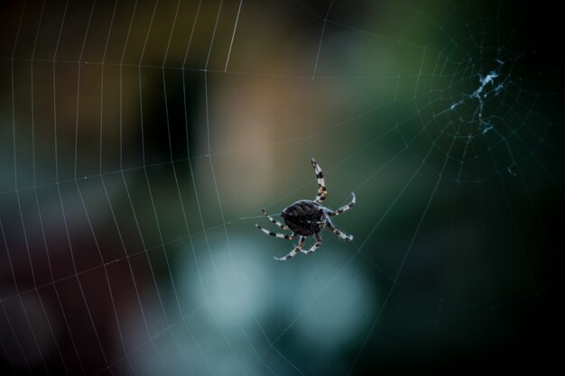 Closeup selective focus shot of a black spider walking on web