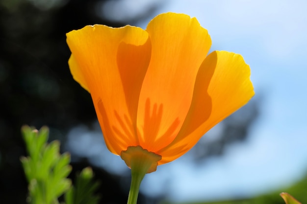 緑と青の背景に咲くオレンジ色の花のクローズアップの選択的なフォーカスショット
