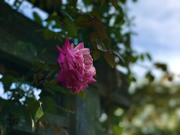 Closeup selective focus shot of a blooming pink rose