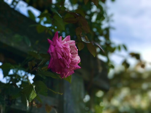 Closeup selective focus shot of a blooming pink rose