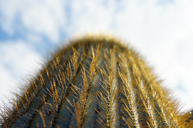 Foto gratuita primo piano fuoco selettivo colpo di un cactus