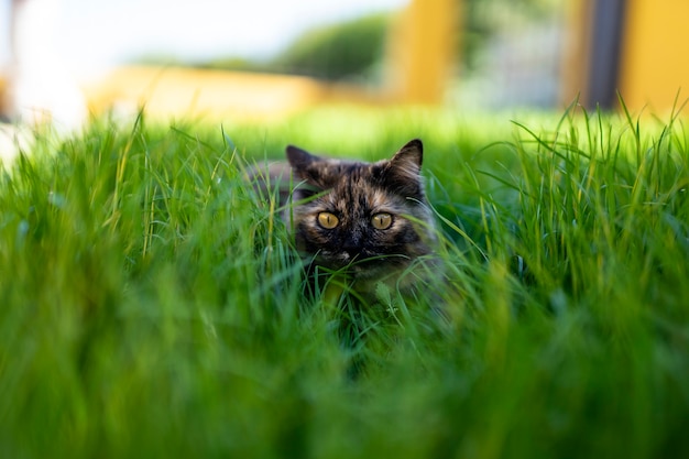 Closeup selective focus shot of a cat looking in a straight direction and sitting on the grass