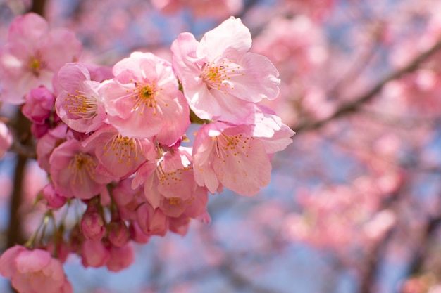 나무에 성장하는 벚꽃의 근접 촬영 선택적 초점 샷