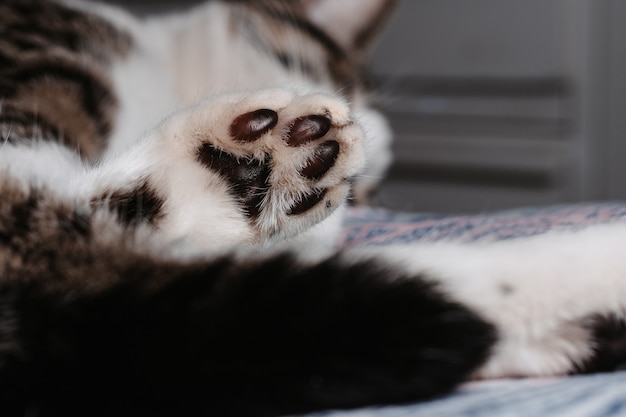 바닥에 누워 있는 귀여운 고양이 발의 근접 촬영 선택적 초점