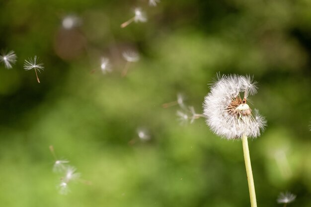 Closeup selective focus shot of a cute Dandelion flowering plant