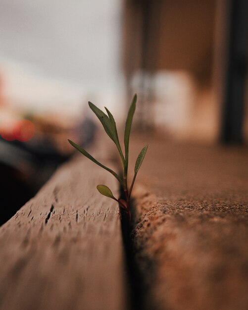 Closeup selective focus shot of a green leafy plant sprout from a wooden surface