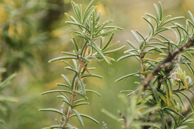 Closeup selective focus shot of growing green plants - perfect for