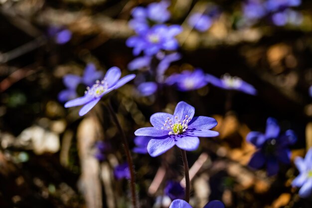 背景に緑と成長する紫色の花のクローズアップの選択的なフォーカスショット