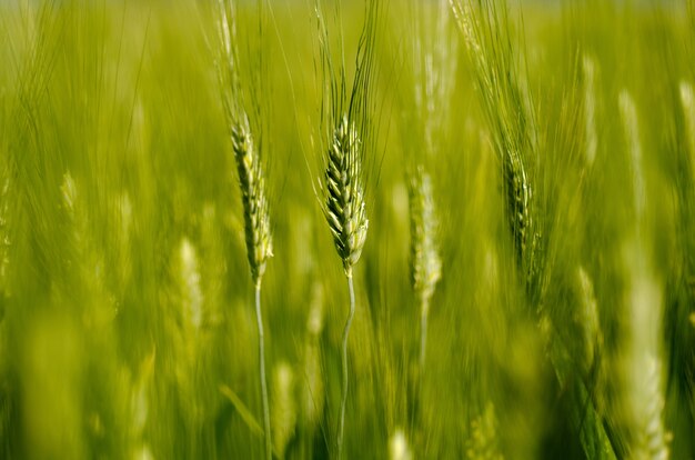 Крупным планом выборочный фокус выстрел растущей пшеницы