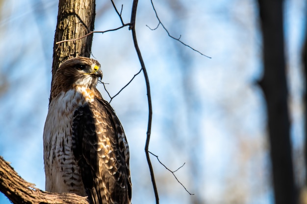 Free photo closeup selective focus shot of a hawk