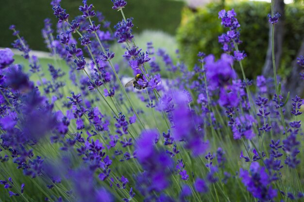 Closeup selective focus shot of Lavandula Pinnata flowering plants