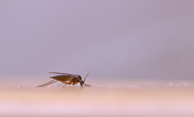 Closeup selective focus shot of a locust on a white wall background