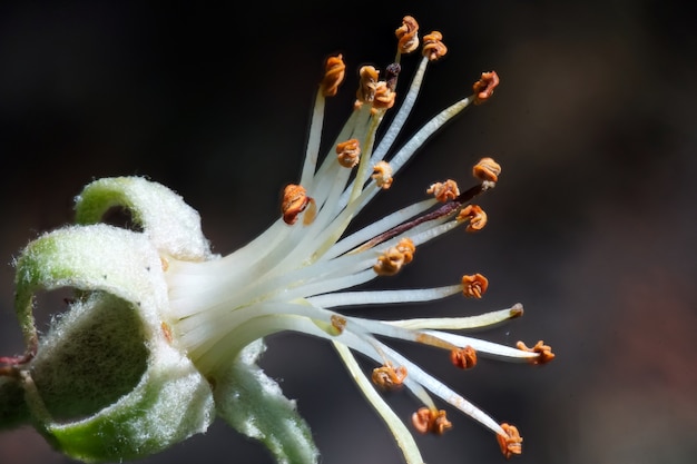 無料写真 花びらのない花のクローズアップセレクティブフォーカスショット