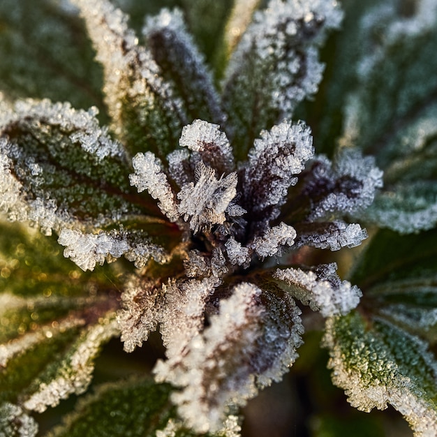 Closeup selective focus shot of a plant with frost on it