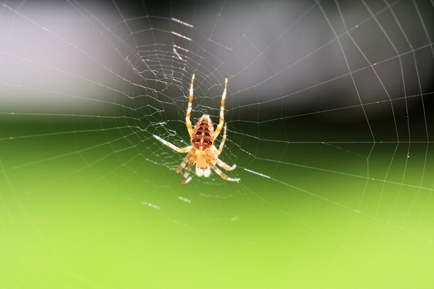 Крупным планом селективный фокус выстрел паука в сети на зеленом фоне