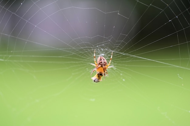 Closeup selective focus shot of a spider on the web