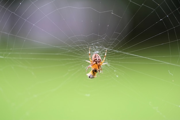 웹에 거미의 근접 촬영 선택적 초점 샷