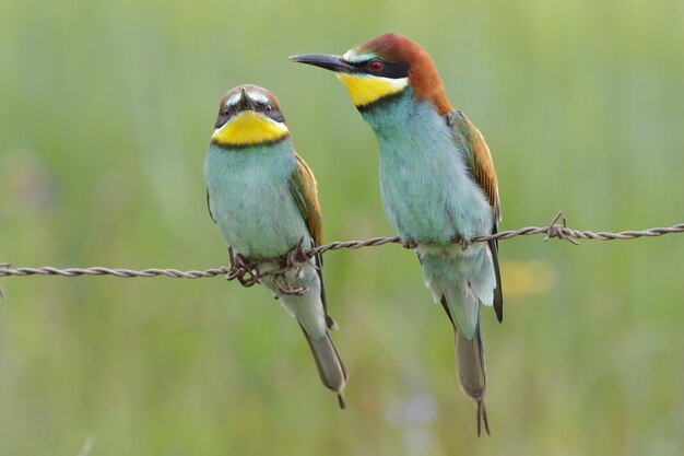 Closeup selective focus shot of two beautiful bee-eaters