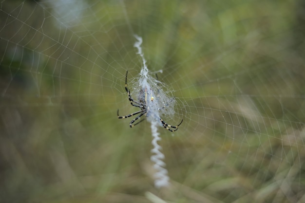 Free Photo closeup selective focus shot of a wasp spider spinning a web