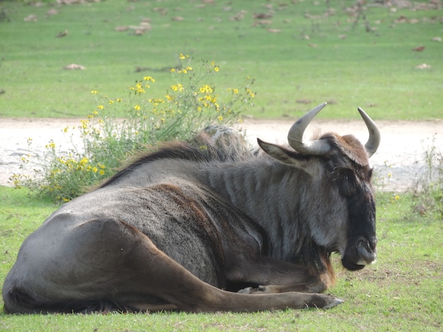 Крупным планом селективного внимания выстрел из антилопы гну, сидя на траве в середине поля