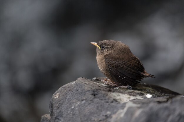 Closeup selective focus shot of a wren bird perched on a stone