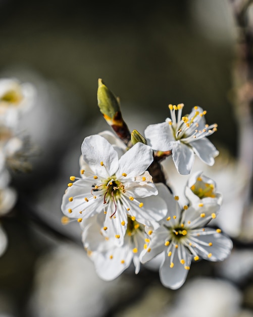 햇빛 아래 놀라운 벚꽃의 근접 촬영 선택적 초점보기