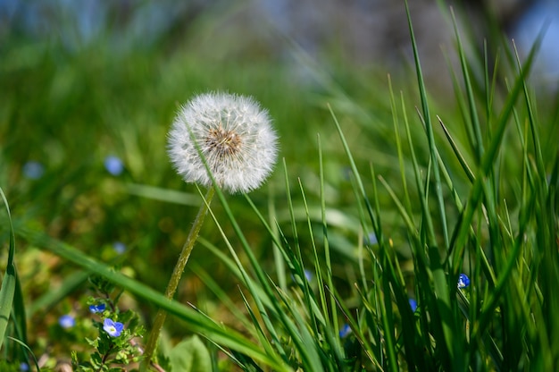 Closeup selective focus view of an amazing common dandelion under sunlight