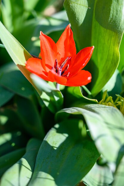 햇빛 아래 놀라운 꽃의 근접 촬영 선택적 초점보기