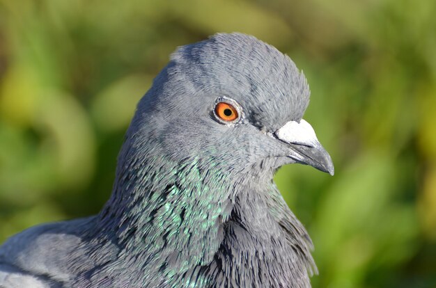 Closeup selective focus view of a rock dove with orange eyes
