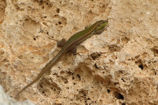 Closeup selective shot of a green Maltese wall lizard sitting on a rock under the sunlight in Malta