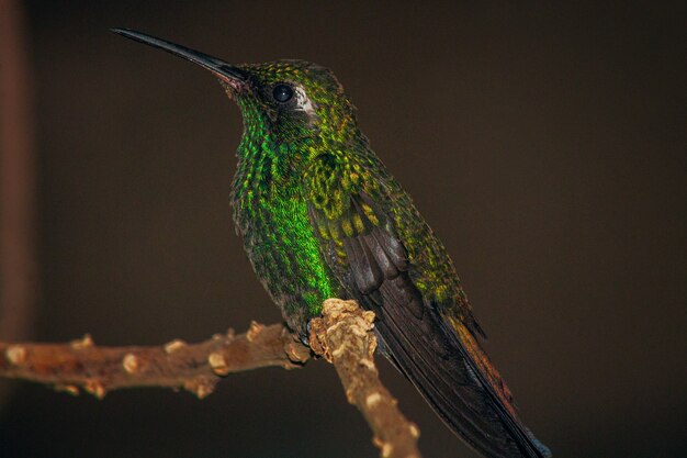 closeup shallow focus shot of green crowned brilliant hummingbird perched on a slim branch